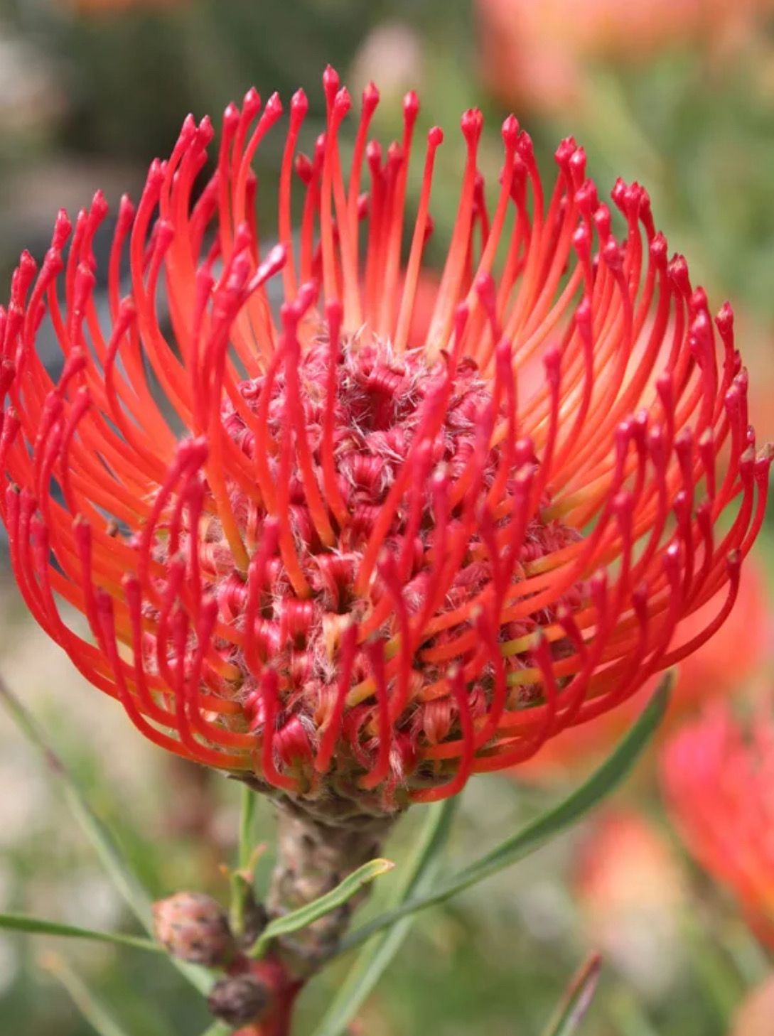 Leucospermum Cherry Spice