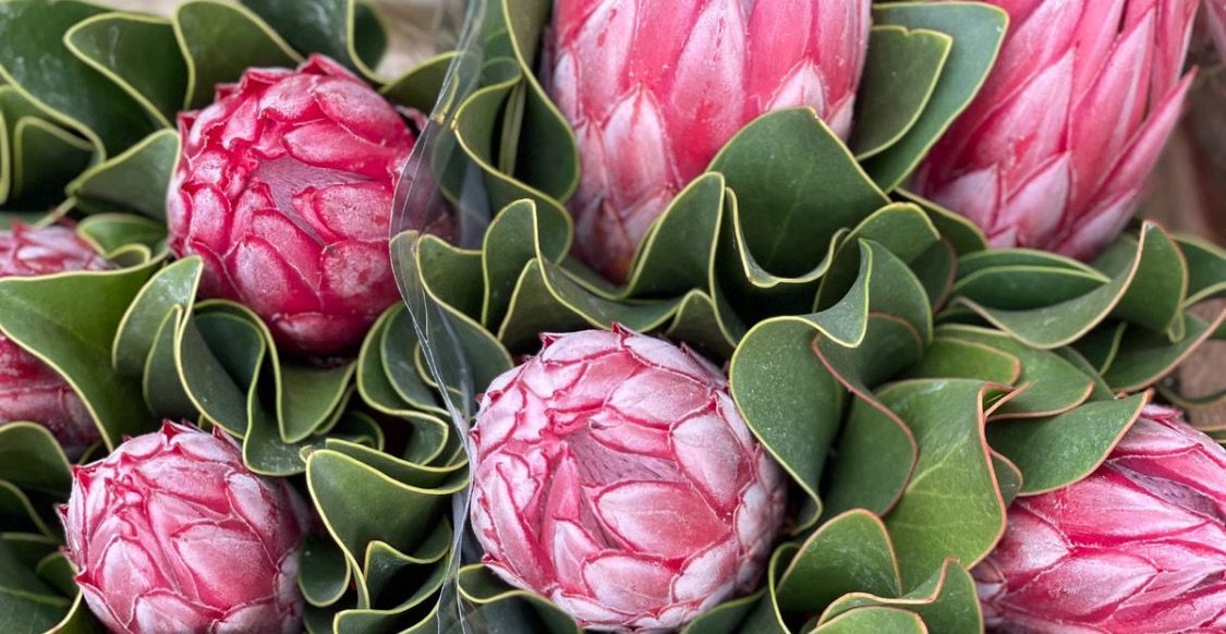 Protea Lady Klara