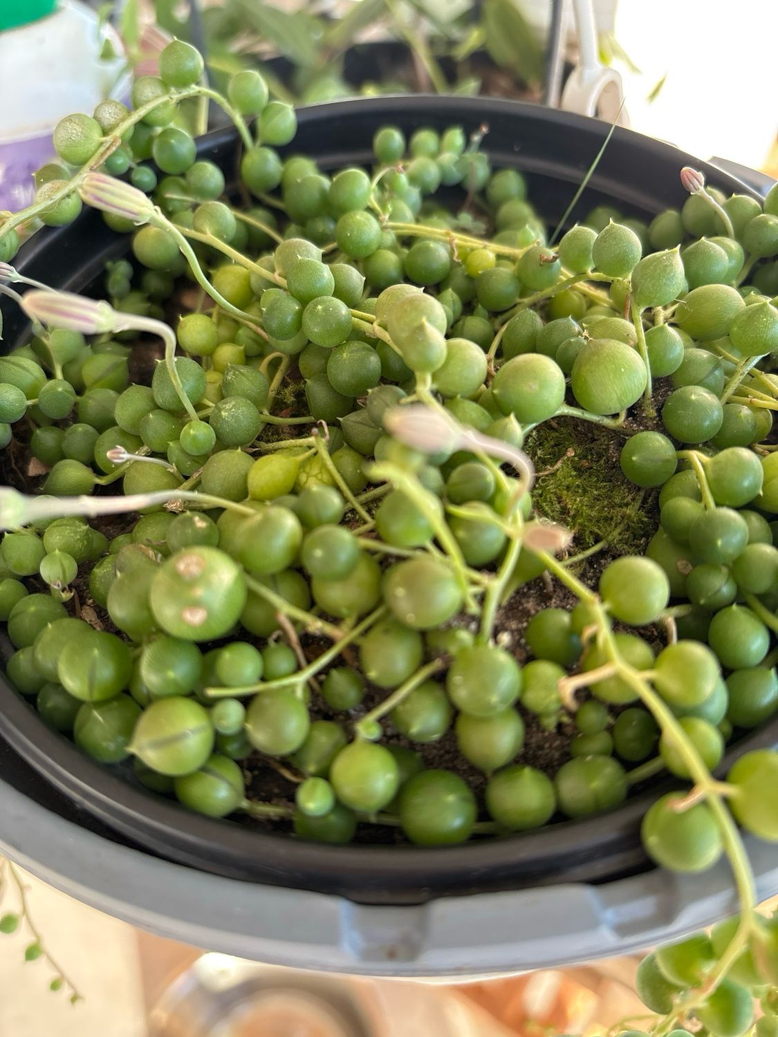 String Of Pearls