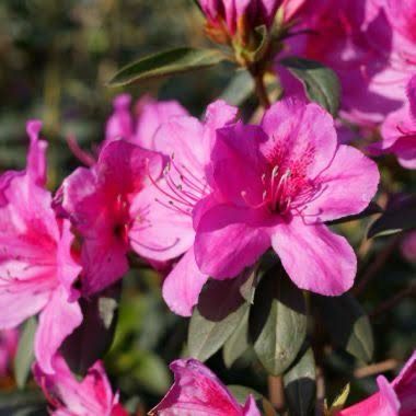 Rhododendron Indicum Magenta