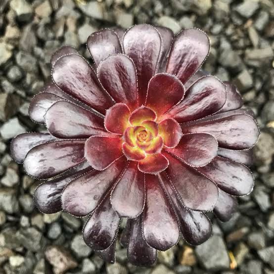 Aeonium Arboreum Zwartkop