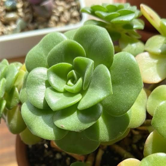 Aeonium Psedotabulaeforme Lily Pad