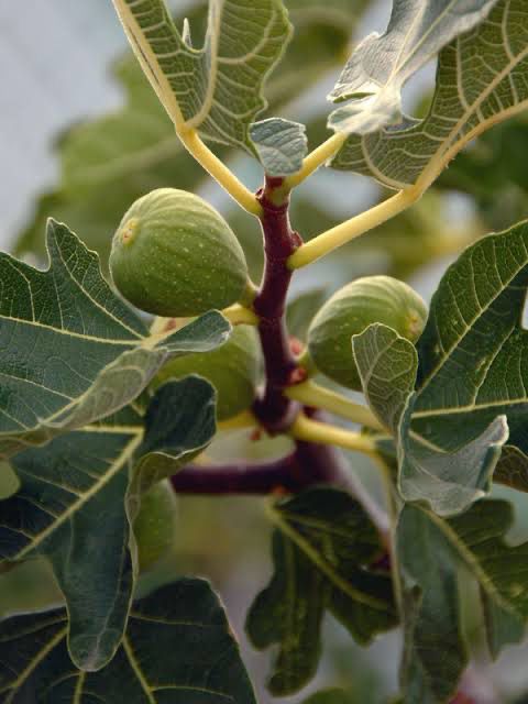 Fig Kadota