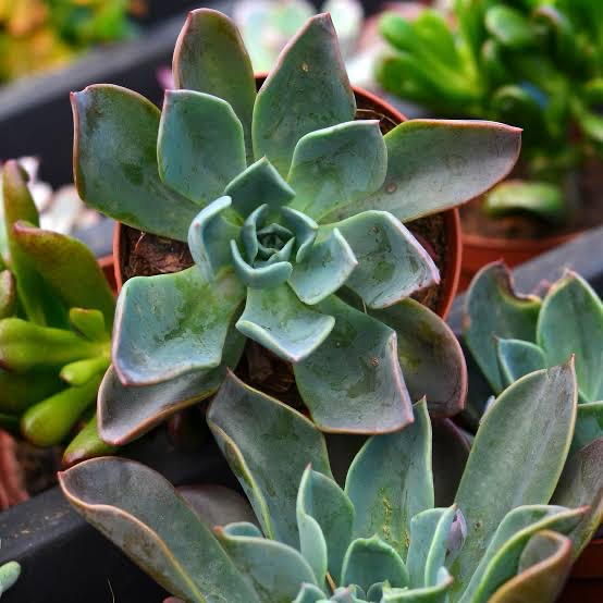 Echeveria Blue Prince