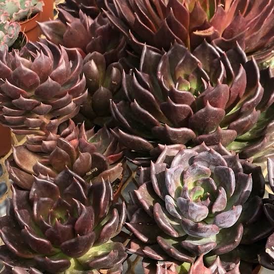 Echeveria Marrom Brown Olive