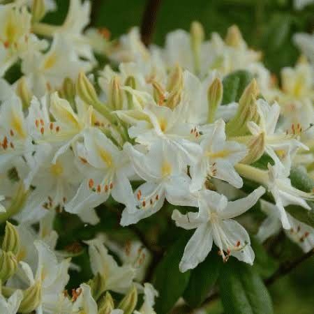 Rhododendron Grandiflora Alba