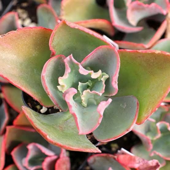 Echeveria Giant Blue