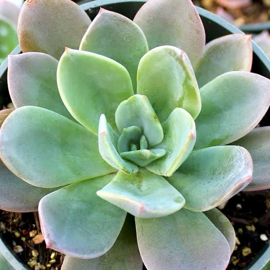 Echeveria Blue Prince