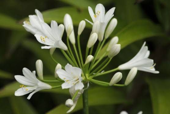 Agapanthus Snow Storm