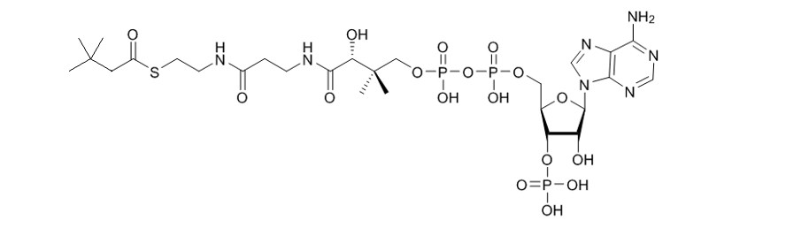 3,3-二甲基丁酰辅酶A（钠盐）