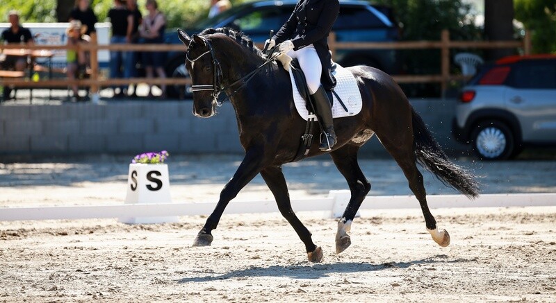 Training Dressage