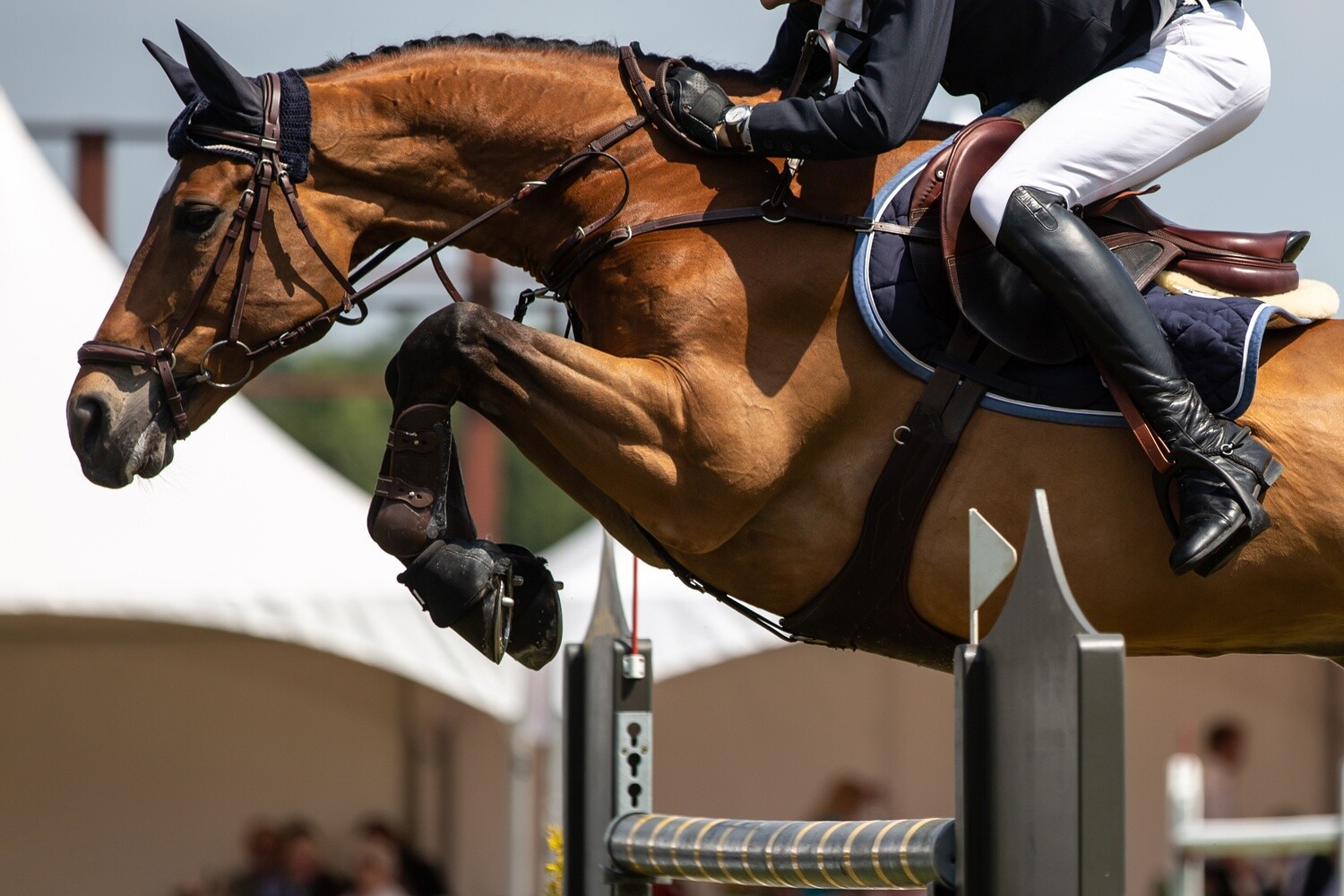 Training Show Jumping
