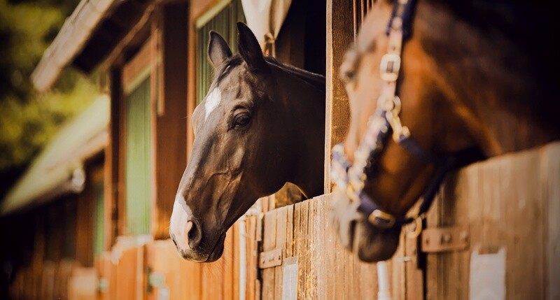 Book Show Stable - Pondarosa Ranch