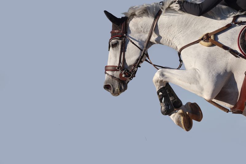 Training Show Jumping