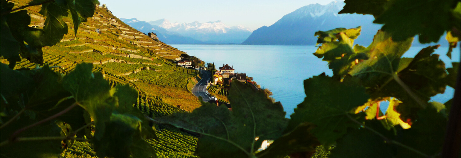 Domaine Antoine Bovard