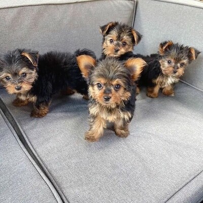 Adorable Yorkie for sale near me