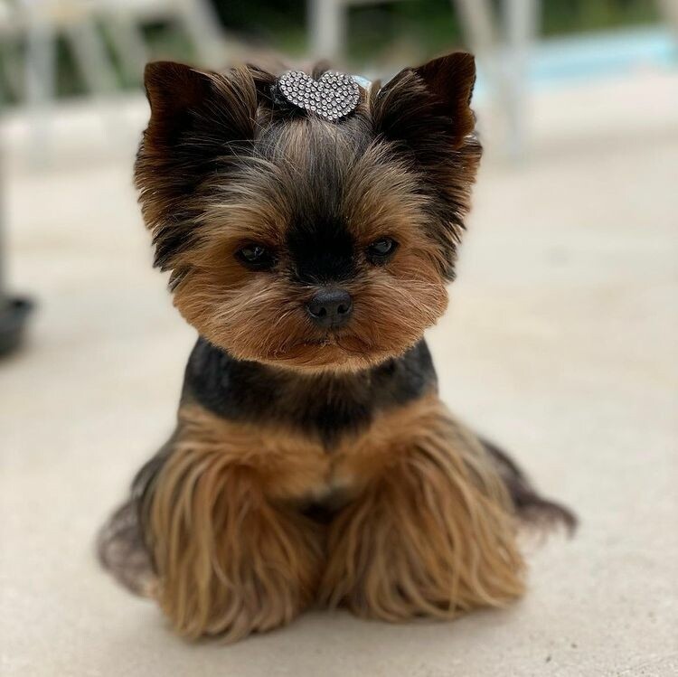Mimi