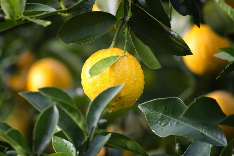 Fruit Tree's