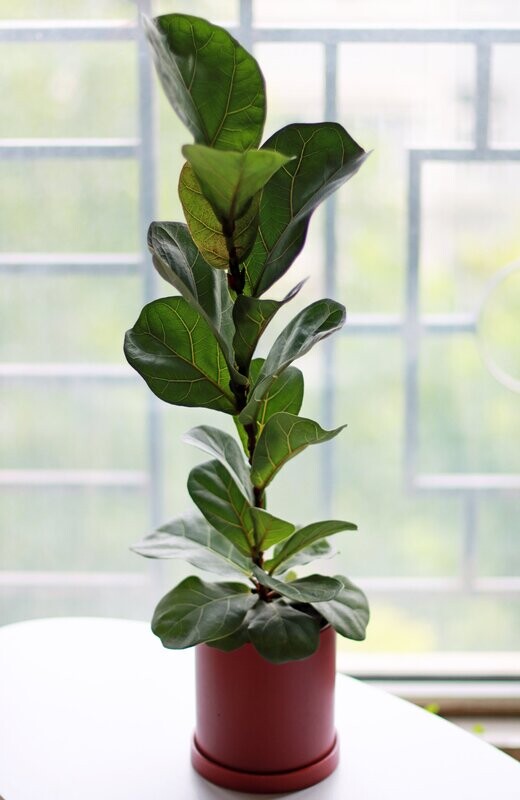 Indoor Plants