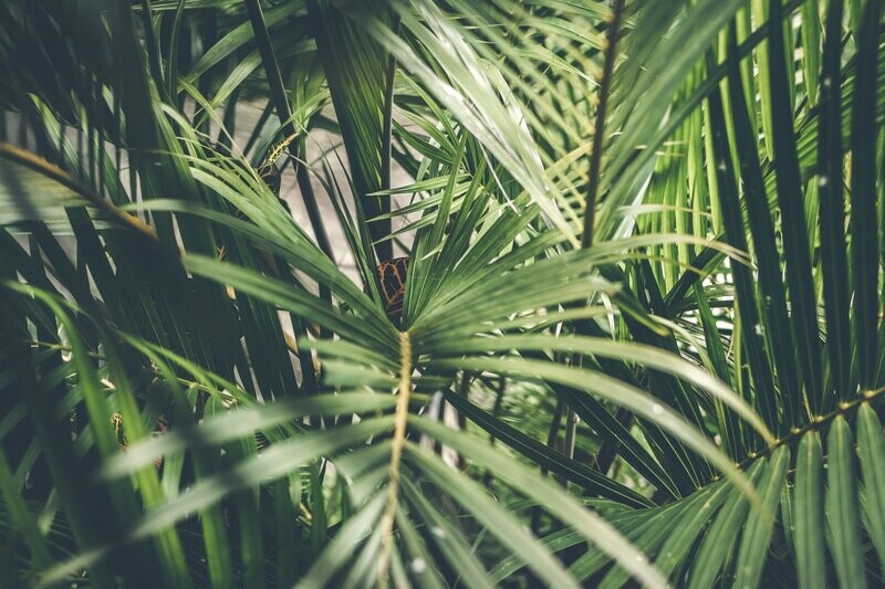 Ornamental Trees