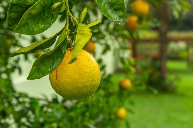 Lemons