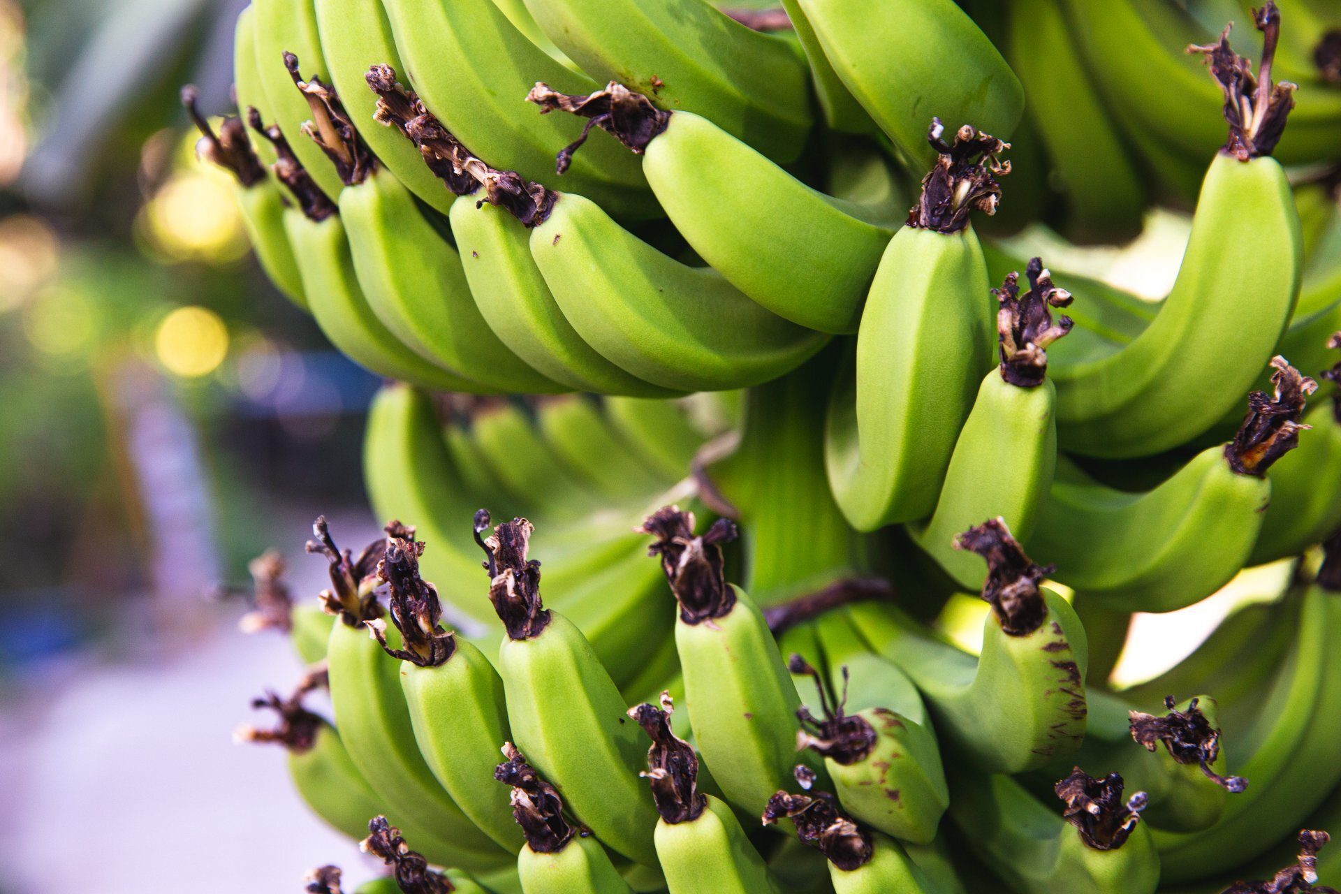 Bananas