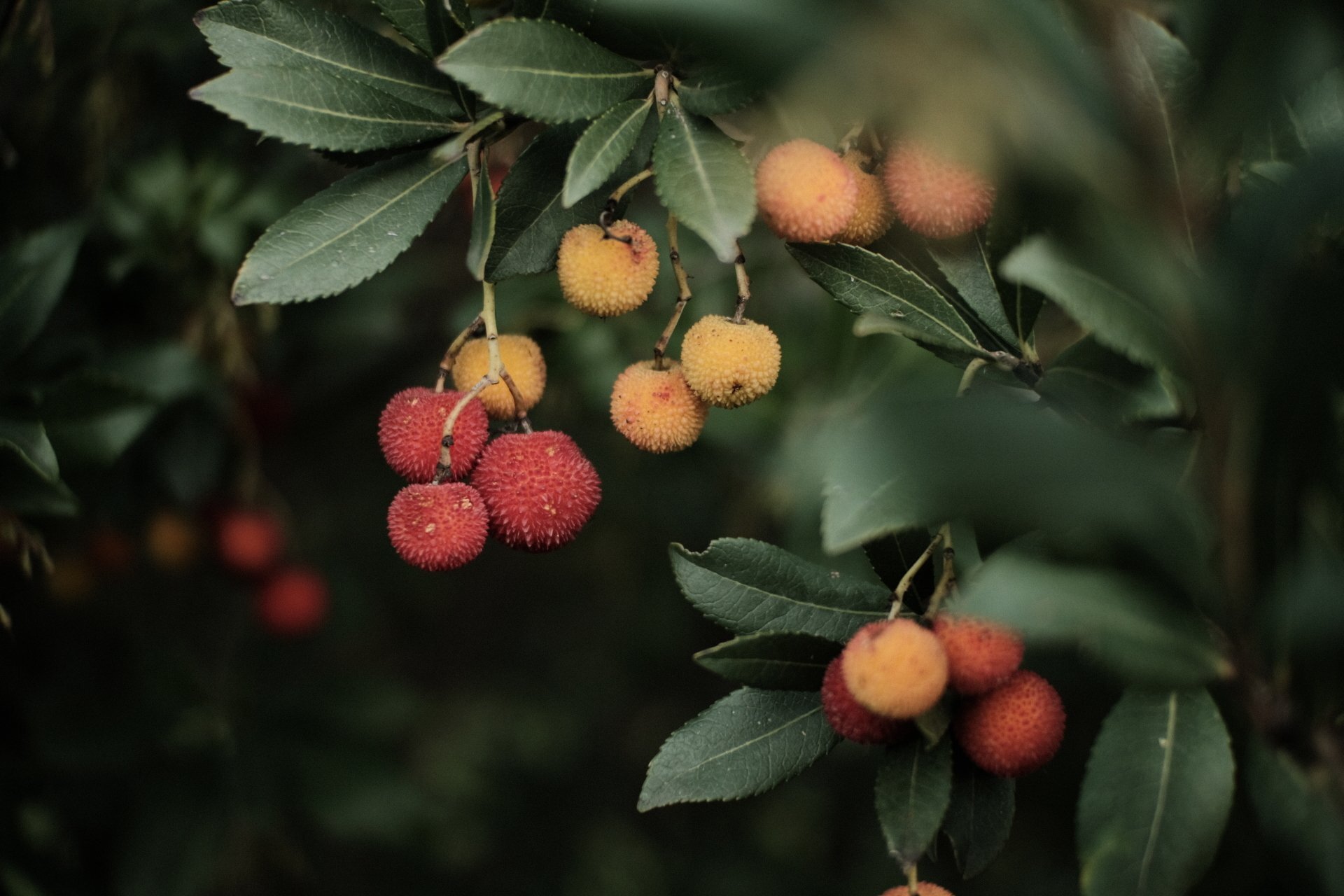 Lychees