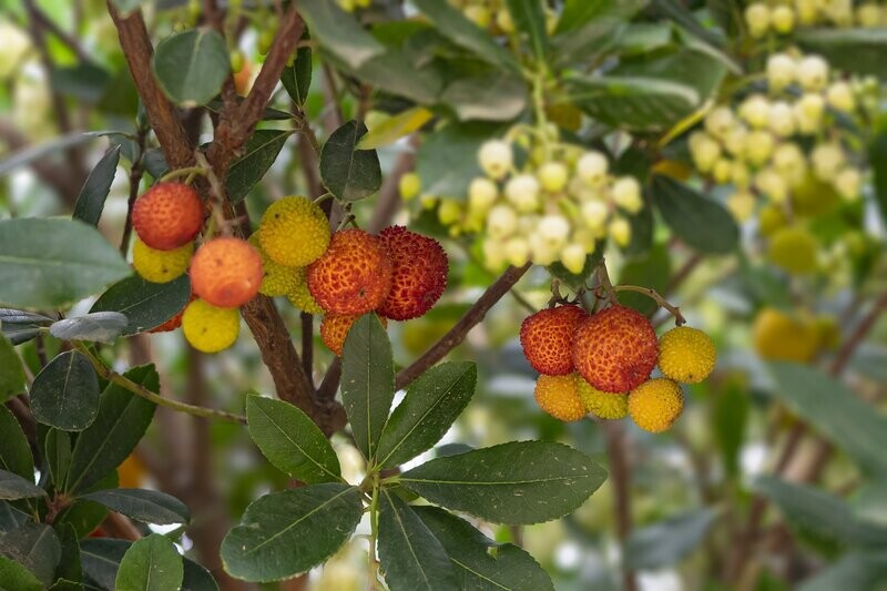 Lychees
