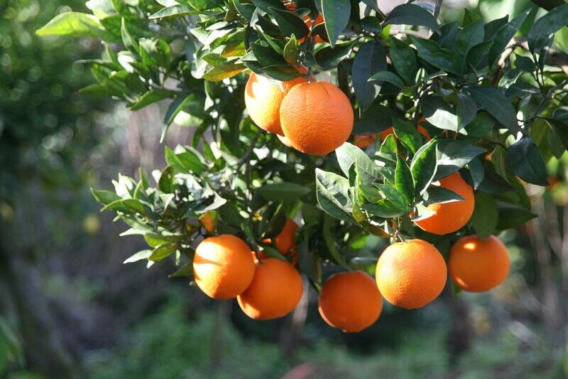 Mandarins