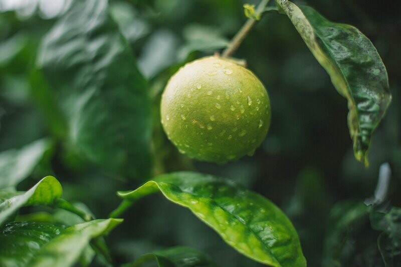 Limes