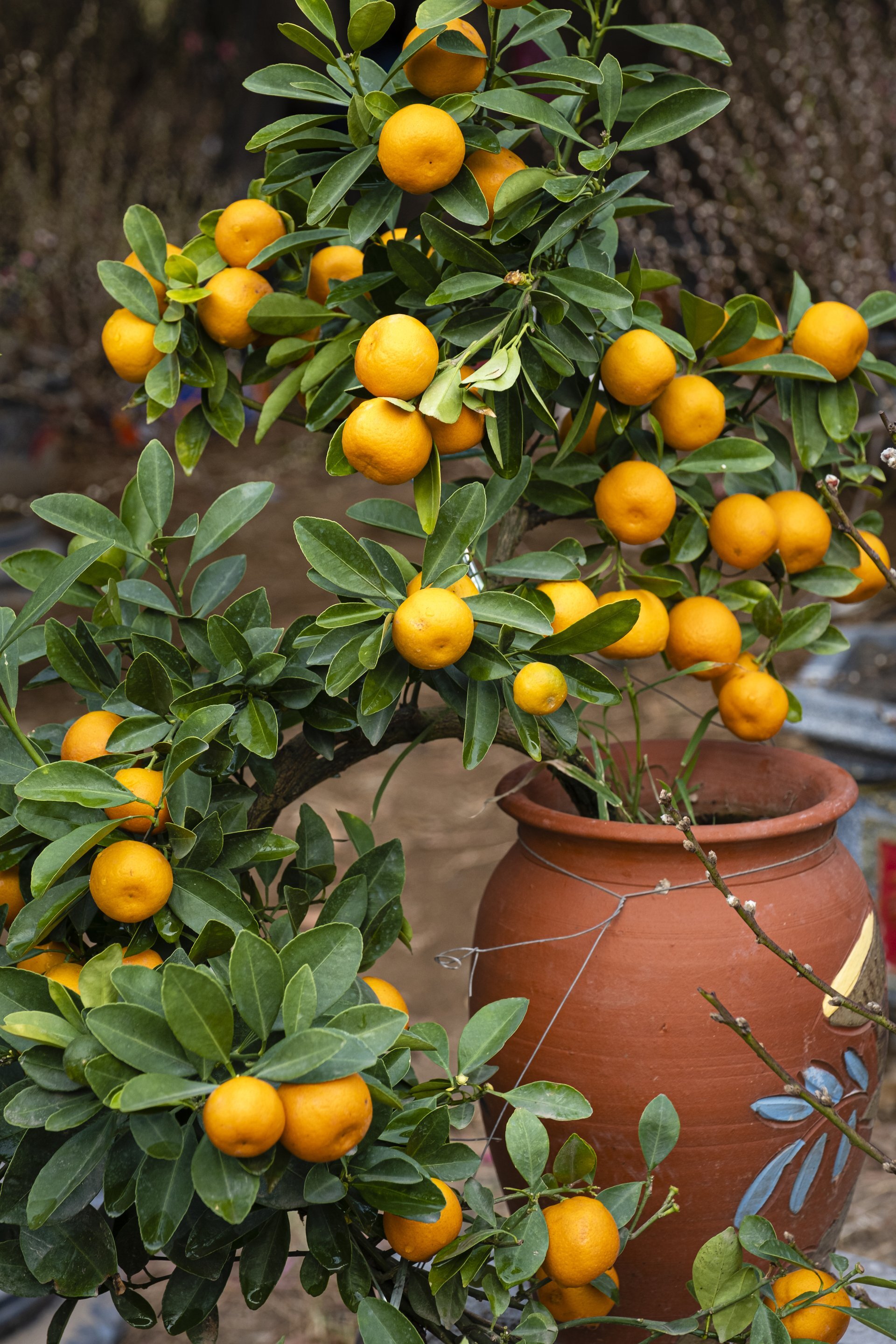 Mandarins