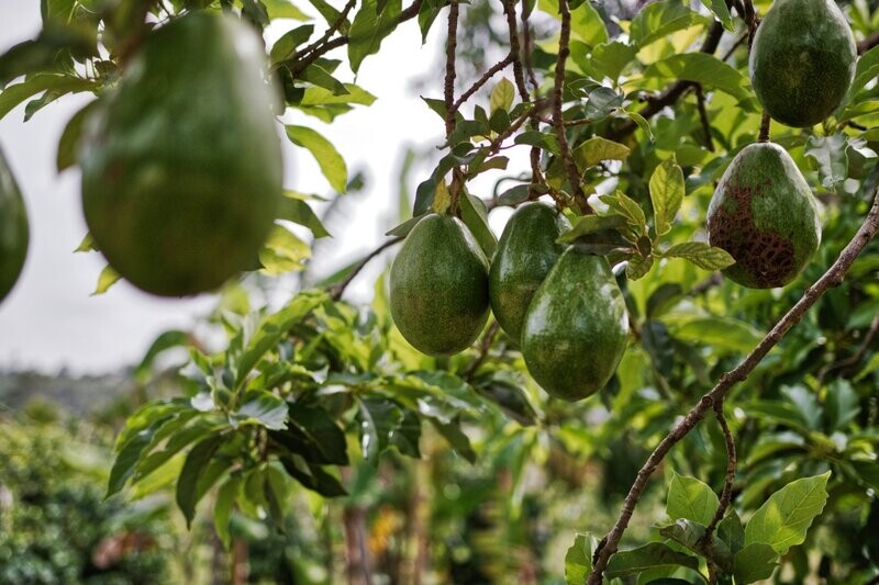 New Age Fruits