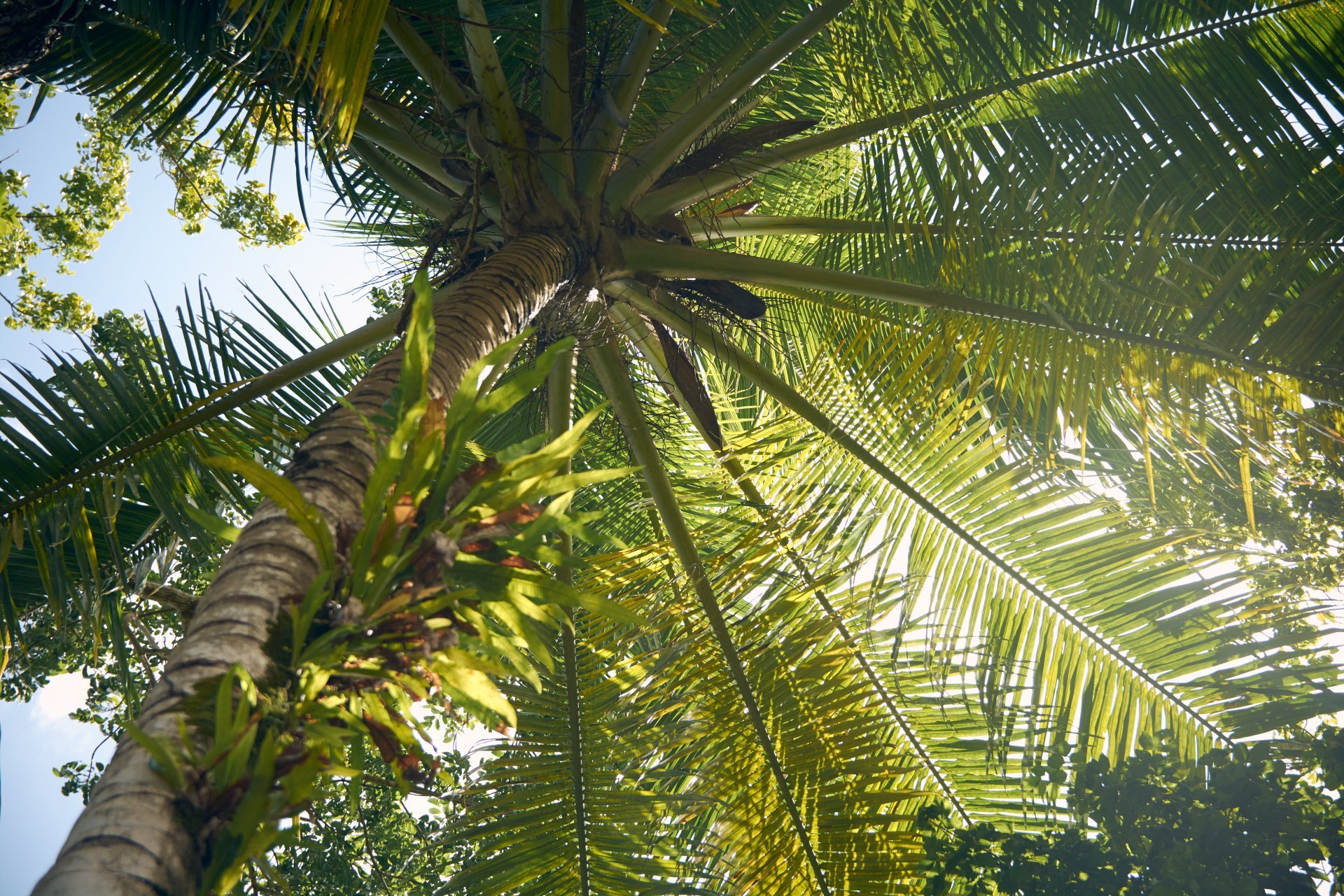 Coconuts