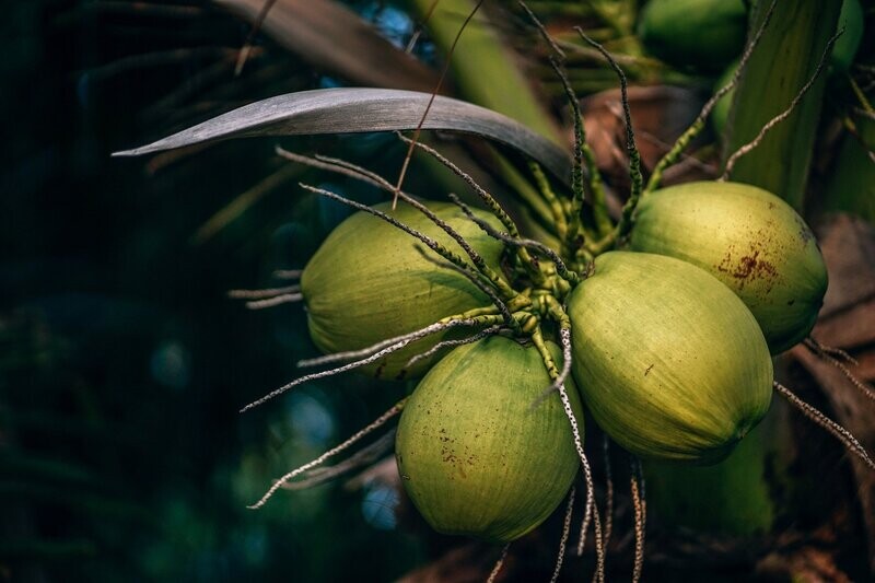 Coconuts