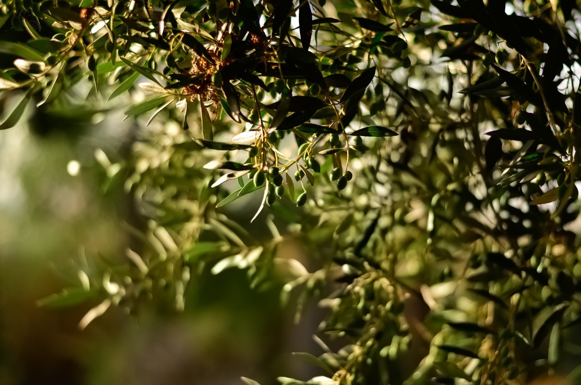 Bush Tucker