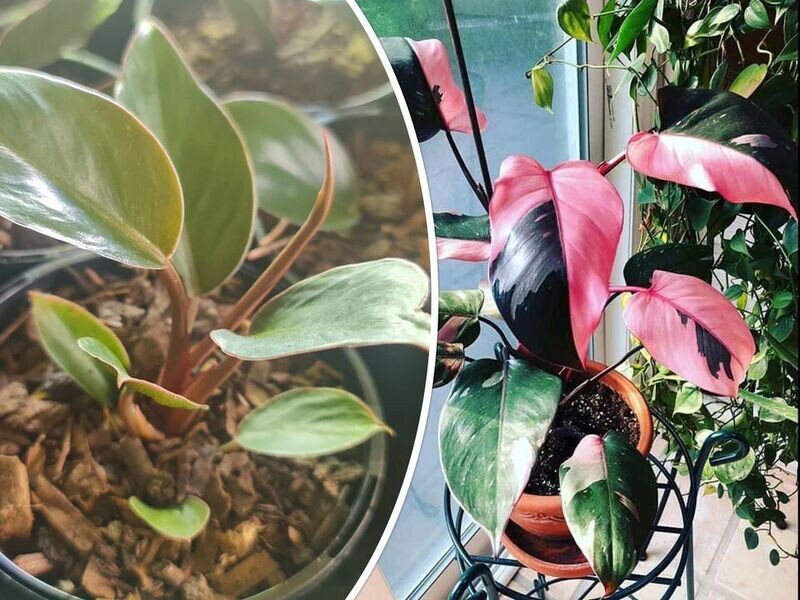 Display Plants