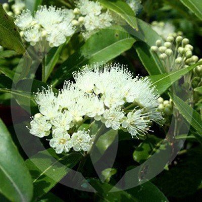 Plants to Cook With