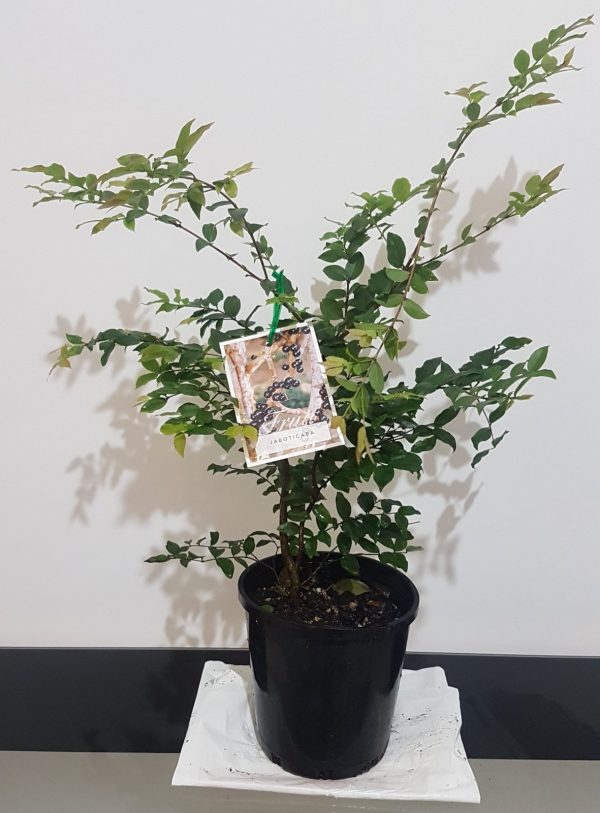 Medicinal Plants