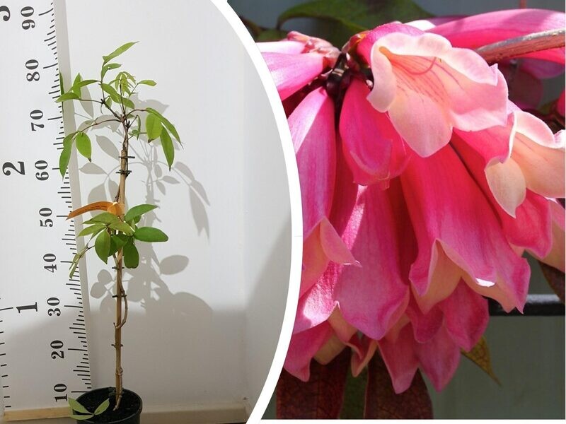 Indoor Trailing Plants