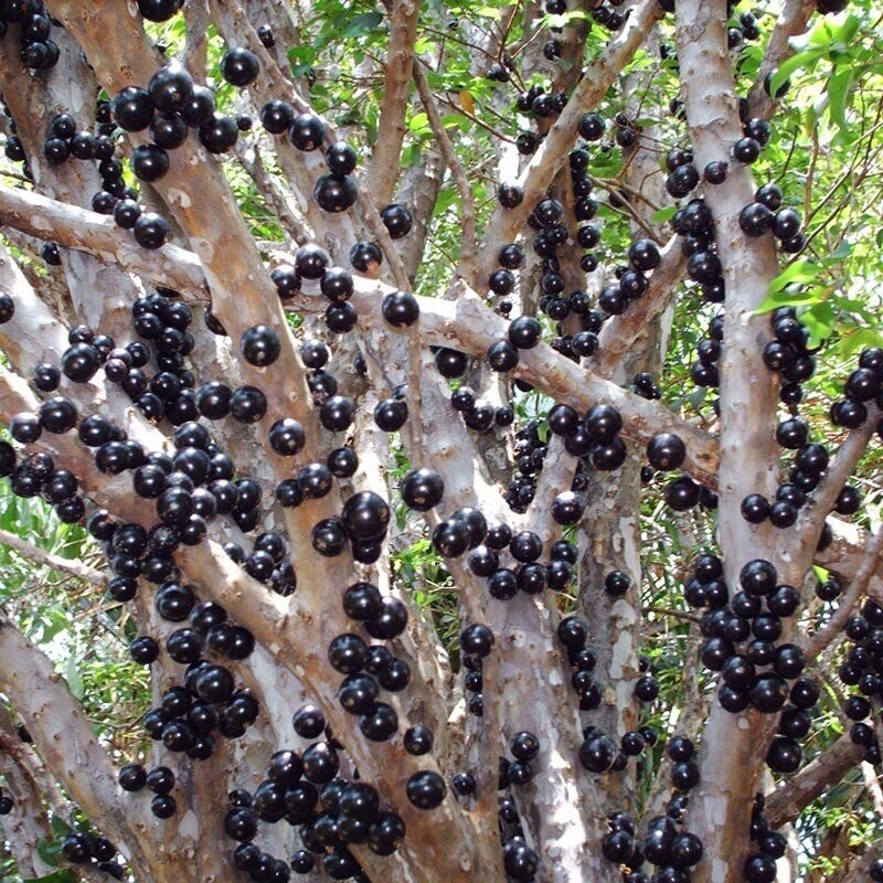 Medicinal Plants