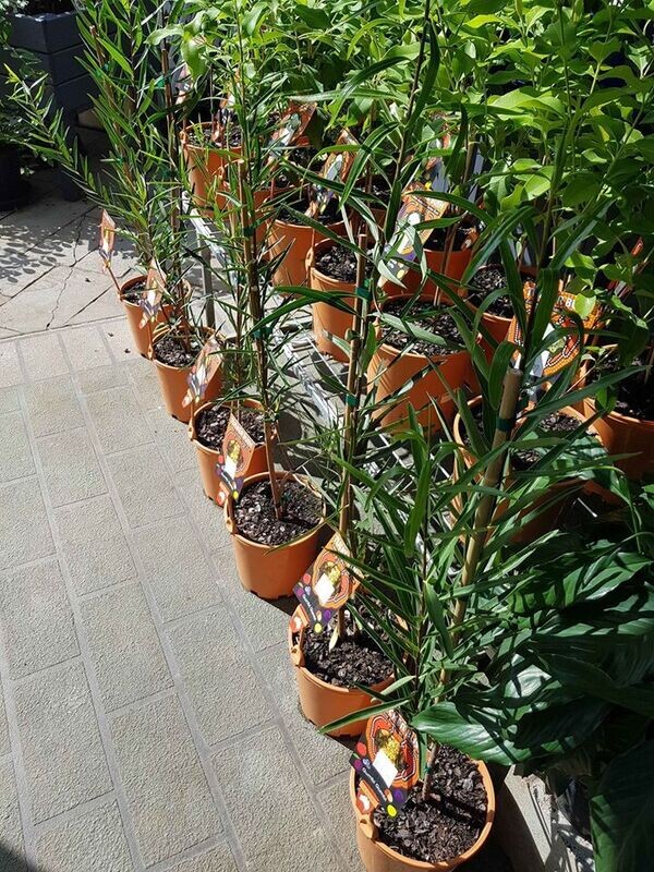 Plants to Cook With