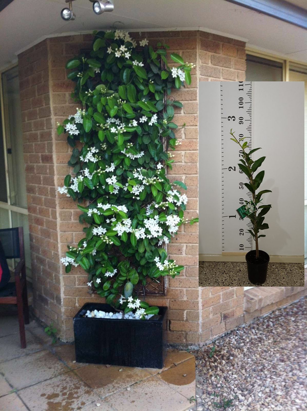 Indoor Trailing Plants