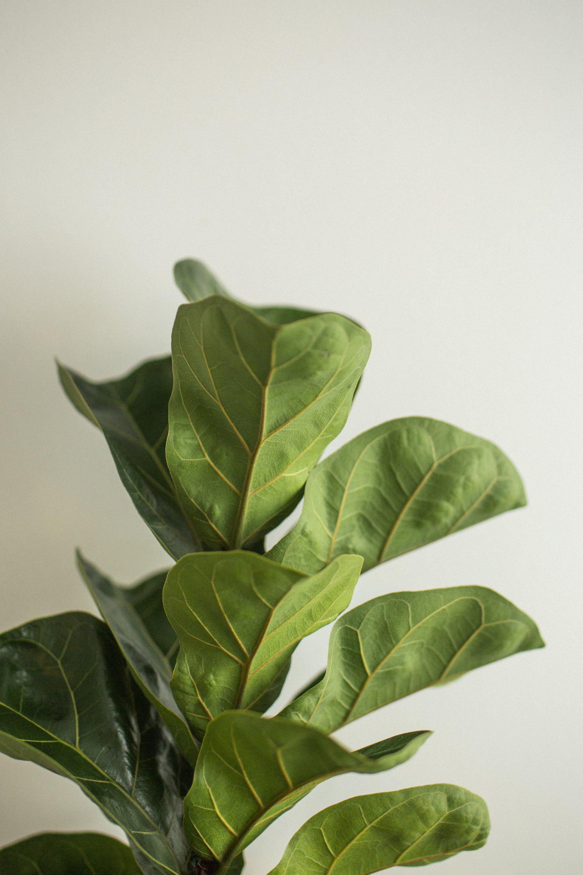 Specialty Indoor Plants
