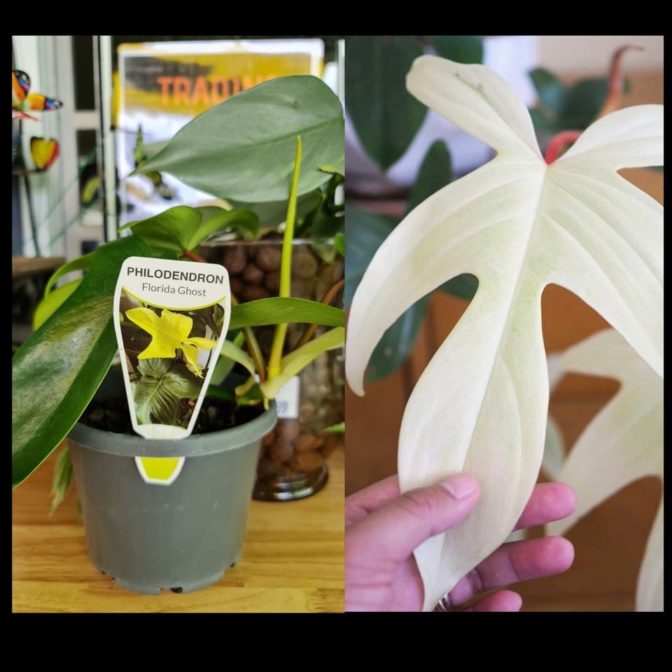 Display Plants