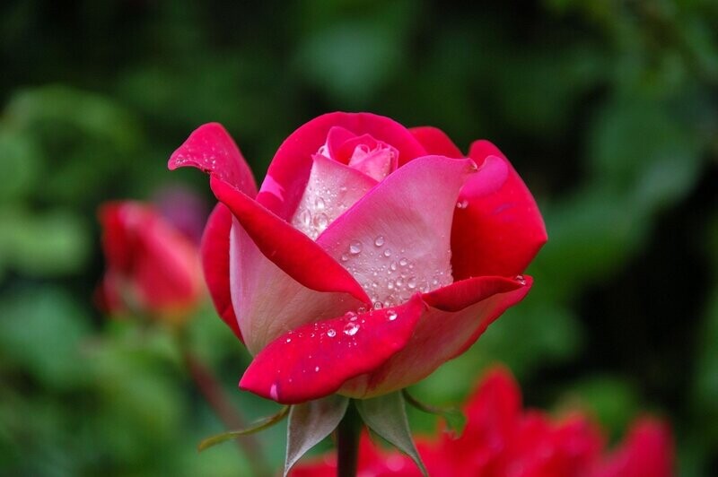Grown for their Beauty