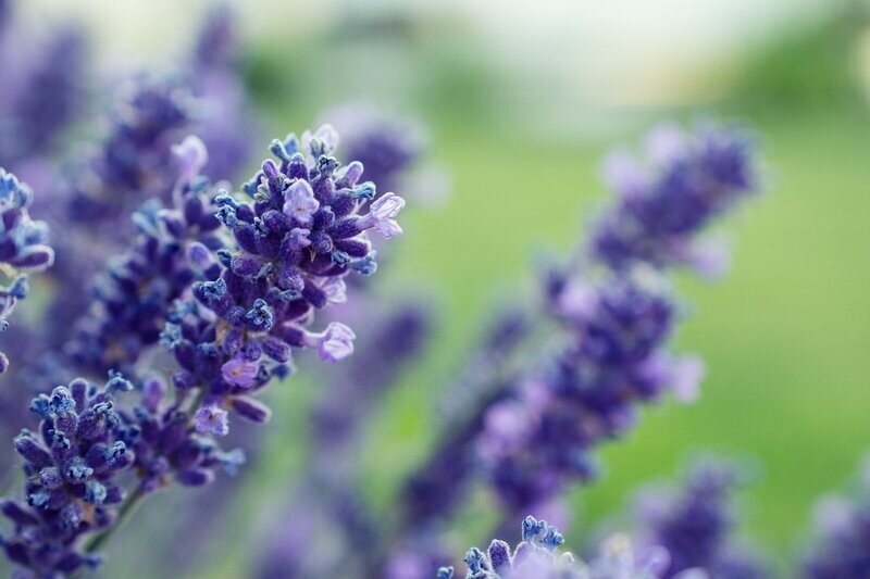 Fragrant Plants