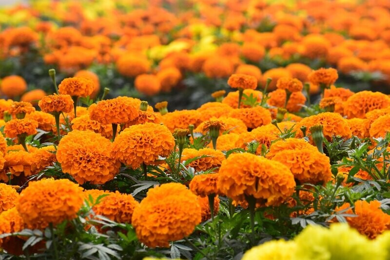 Colour seedlings