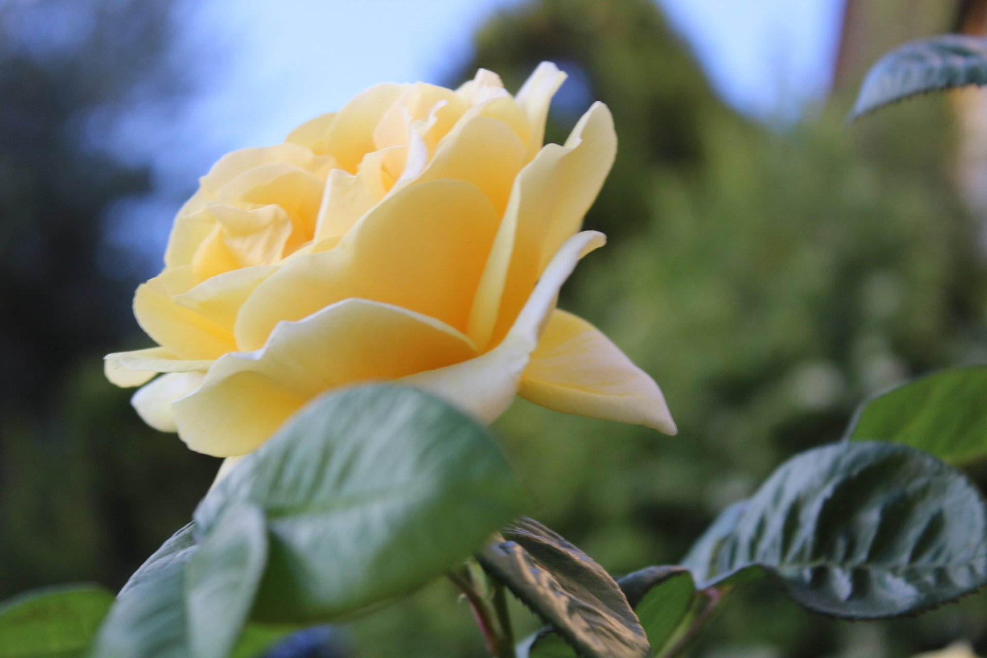 Grown for their Beauty