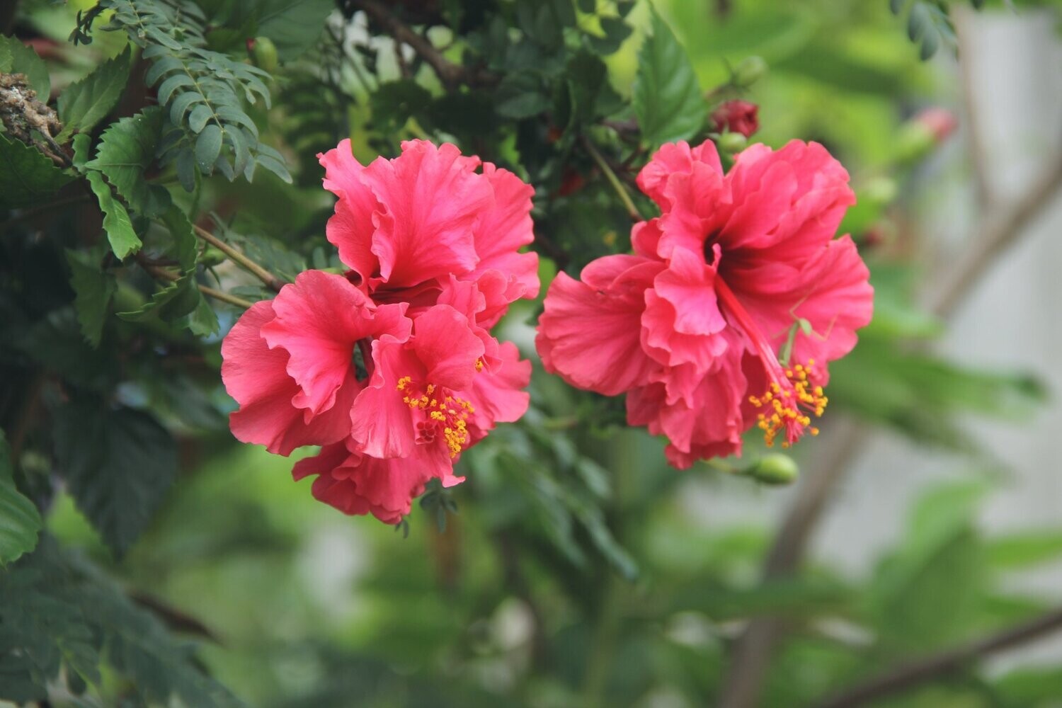 Potted Colour