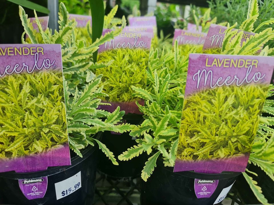 Fragrant Plants